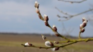 春日树枝芽孢图片