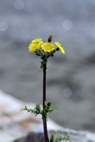 一株蒲公英花图片