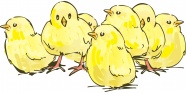 黄色小鸡卡通画图片
