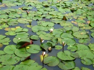 河塘睡莲叶子图片