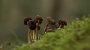 草地干蘑菇图片