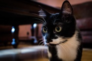 可爱黑色小猫图片