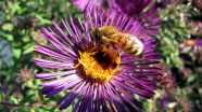 蜜蜂采花蜜摄影图片