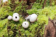 白蘑菇包图片