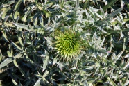 凤梨植物微距图片
