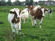 草地奶牛群图片