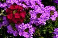 马鞭草紫色花朵图片
