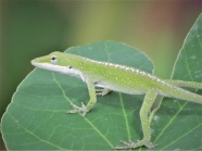 绿色小蜥蜴图片