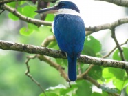 树枝上漂亮蓝鸟图片