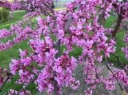 紫荆花唯美图片