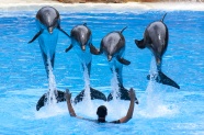 海洋馆海豚表演图片