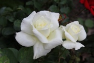 白玫瑰花图片大全大图
