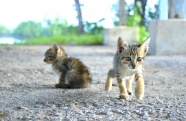两只小猫崽图片