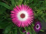 粉红色花朵高清微距图片