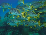 海底斑纹鱼摄影图片