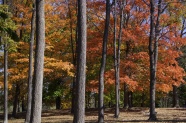 秋季桦树林风景图片