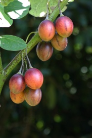 野生番茄图片