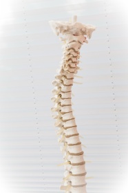 脊柱正常生理弯曲图片
