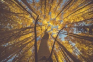 秋天金色树林图片