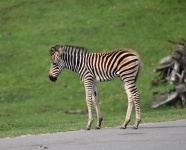 条纹小斑马图片