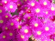 艳丽粉红色花朵图片