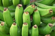 绿色未成熟香蕉图片