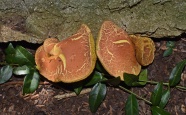 野生牛肝菌蘑菇图片