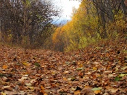 秋季森林落叶图片