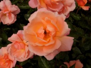 浪漫橙色玫瑰花图片