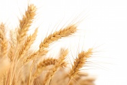 成熟小麦白色背景图片