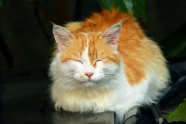 睡觉可爱波斯猫图片
