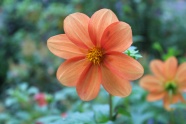 橙色微距花朵摄影图