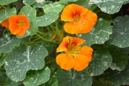 小清新橙色花朵图片