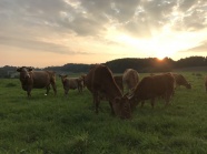 草原牧场牛群图片