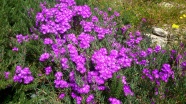 灌木丛紫色花朵图片 
