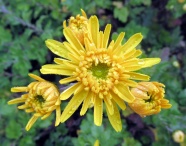 雨后黄菊花图片