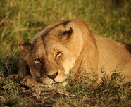 舒服躺着的狮子图片