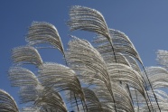 银丝草植物图片