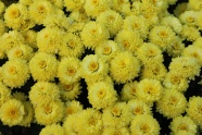 黄色小菊花图片