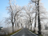 雪松公路图片