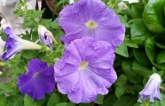 花园紫色牵牛花图片