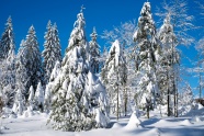 冬季雪景摄影图片