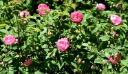 野生粉色玫瑰花图片