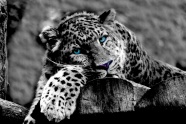 斑点豹摄影黑白图片