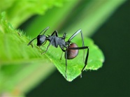 绿叶生的蚂蚁图片