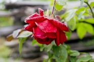 一支红玫瑰图片素材