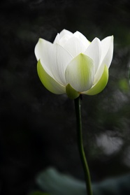 一朵白莲花图片
