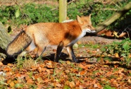可爱红色小狐狸图片