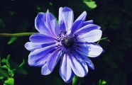 微距蓝色海葵图片