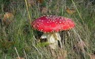 草地鹅膏菌菇图片